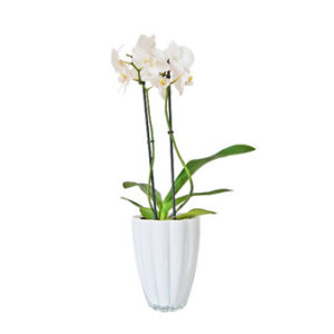 White Orchid flower bouquet casa morocco
