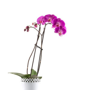 bouquet fleurs Orchidée violette ou rose