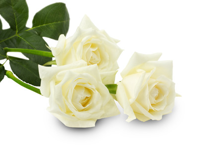 Roses blanches Bouquet de roses blanches maroc