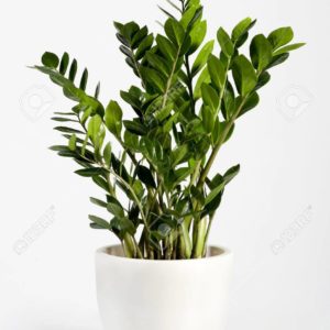 Zamia