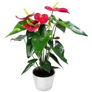 Anthurium rouge
