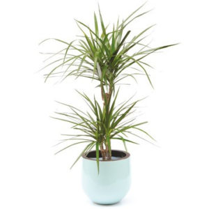 Dracaena
