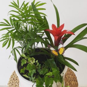 Composition of 3 plants